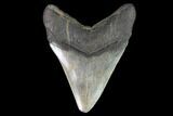 Fossil Megalodon Tooth - South Carolina #93536-1